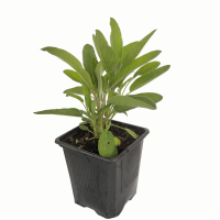Salvia M9(R)
